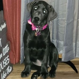 Meet your Posher, Susan